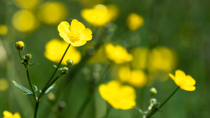 Field of Yellow Buttercups Blossoming Happily Amid the Cool Green Grass