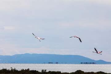 Flamingos in Delta de l'Ebre Nature Park, Tarragona, Spain