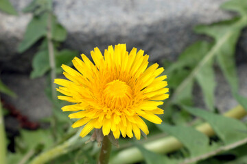 A yellow flowering dandelion flower in a meadow in the summer.