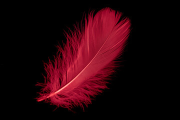 a red goose feather on a black isolated background