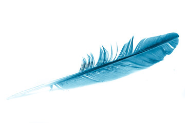 a blue feather on a white isolated background