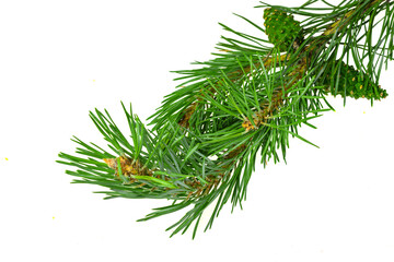 spring pine on a white isolated background