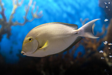 Wonderful and beautiful tropical fish with corals reef in the aquarium. Nature forest design tank with fresh water, underwater world. Animal life. Exotic tropical fish