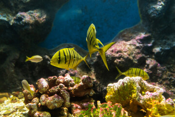 Naklejka na ściany i meble Wonderful and beautiful tropical fish with corals reef in the aquarium. Nature forest design tank with fresh water, underwater world. Animal life. Exotic tropical fish