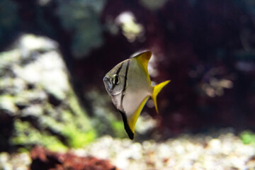 Zebra Angelfish (Pterophyllum scalare). Wonderful and beautiful tropical fish with corals reef in...