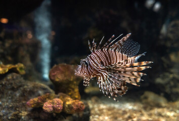 Naklejka na ściany i meble Red lionfish (Pterois volitans). Wonderful and beautiful tropical fish with corals reef in the aquarium. Nature forest design tank with fresh water, underwater world. Animal life