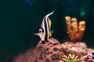 Zebra Angelfish (Pterophyllum scalare). Wonderful and beautiful tropical fish with corals reef in the aquarium. Nature forest design tank with fresh water, underwater world. Animal life