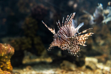 Red lionfish (Pterois volitans). Wonderful and beautiful tropical fish with corals reef in the aquarium. Nature forest design tank with fresh water, underwater world. Animal life