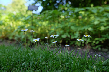 Little flowers and green grass