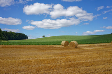 Fototapeta premium Harvested grain field with round bales of straw under blue cloudy sky.