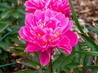 Beautiful pink peony flower variety Decorative in a garden