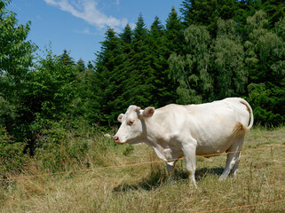 Fototapeta na wymiar Charolais cattle standing on the grassy hill behind an electric fence