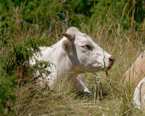 Portrait of Charolais cattle lying in the grass