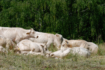 Fototapeta premium Close-up photo of a group of Charolais cattle lying on a hill under the trees on the grass