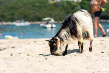 Photo of wild goat on the road to iconic lagoon in natural preserve area, Greece. The concept of...