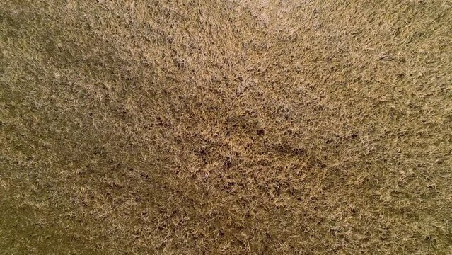 STATIC DRONE VIEW OF A WHEAT FIELD IN FRANCE. Static view of a wheat field during the summer harvest. Normandy, France. July 2022