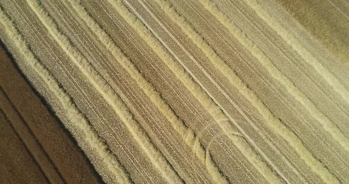 360&deg; DRONE VIEW OF A WHEAT FIELD IN FRANCE.  360&deg; view of a wheat field during the summer harvest. Normandy, France. July 2022