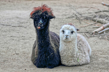 Cute two lamas, Alpacas looking at the camera.