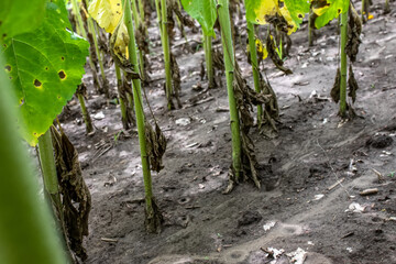 Sunflower stalks after rain. The bottom of a sunflower flower with dried leaves and dirt from the ground