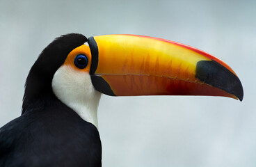 Large toucan (Ramphastos toco) close-up profile on a light background. There is an aviary in the zoo.