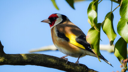 Goldfinch