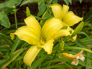 Fototapeta premium Hemerocallis daylily Giant Moon flowering in a garden