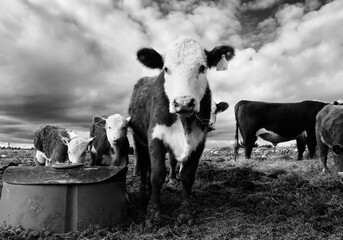 Beef in agriculture concept with dramatic image of Hereford cows as cattle herd on Texas ranch.
