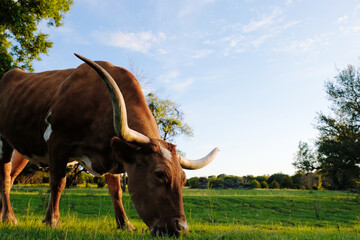 Texas longhorn cow with large horns grazing on green summer grass of field.
