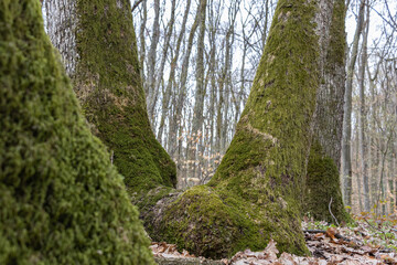 Mossy sprawling tree trunk deep in mountain forest