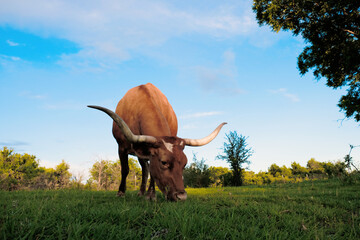 Texas longhorn cow grazing summer field during summer closeup on farm.