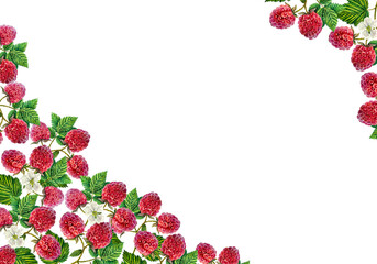 Raspberry. Frame with raspberry branches with berries and leaves. watercolor illustration.