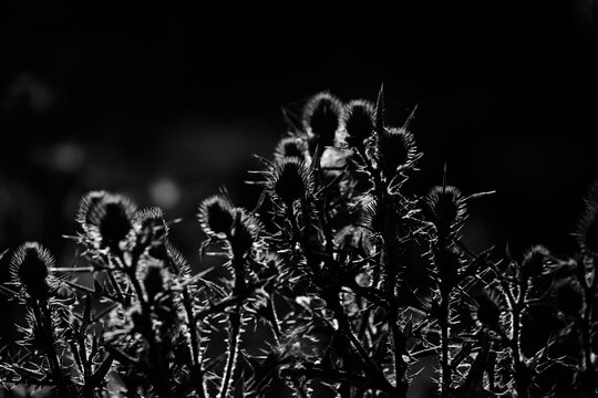 Thistle plant shows weed in Texas field during summer in black and white close up.