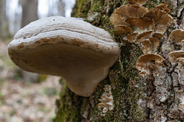 Large parasitic mushroom that grows on tree trunks. Tinder fungus, hoof fungus, tinder conk, tinder polypore or ice man fungus - obrazy, fototapety, plakaty