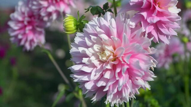 Large pink and white dahlia flowers bloom in garden on sunny day