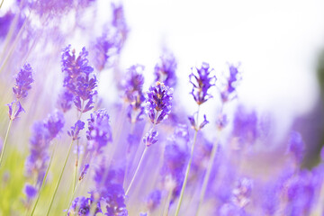 Naklejka premium Lavender bushes closeup. Purple lavender field, beautiful blooming, English lavander.