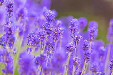 Obraz premium Lavender bushes closeup. Purple lavender field, beautiful blooming, English lavander.