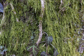Ivy Growing on a Mossy Tree Trunk. Ivy climbing on mossy bark of a tree. Close up
