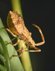 Coreus marginatus, dock bug from the Coreidae family on a green leaf