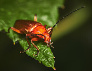 Common red soldier beetle or bloodsucker beetle (Rhagonycha fulva) on a green leaf