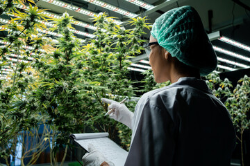 Cannabis scientists are investigating the quality of cannabis cannabis in cultivation schools....