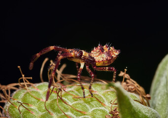 Coreus marginatus nymph on a green raspberry