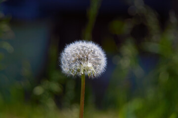 White dandelion flower alone among the green grass