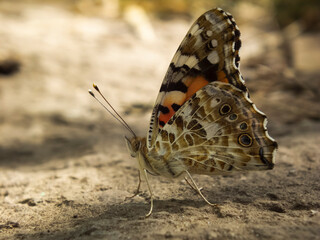 A close-up photograph of a butterfly