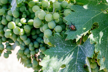 Popillia Japonica sulla vite