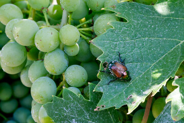 Popillia Japonica sulla vite