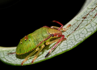 Closeup of green shield bug sitting on a green leaf