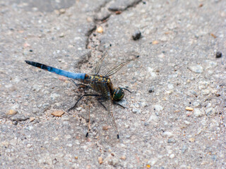 Photo of a blue dragonfly