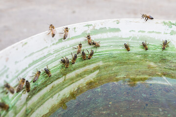 The bees drinks water