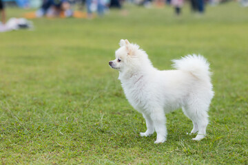 White pomeranian dog at park