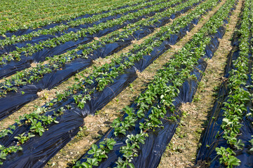 Strawberry meadow farm in countryside